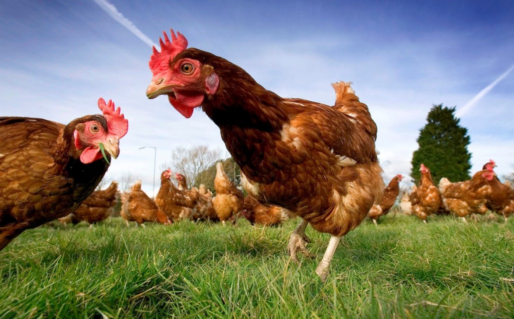 Free range Chicken farm , near Bristol. © Paul Box (reportdigital.co.uk) Tel: 01789-262151/07831-121483 info@reportdigital.co.uk www.reportdigital.co.uk NUJ recommended terms & conditions apply. Moral rights asserted under Copyright Designs & Patents Act 1988. Credit is required. No part of this photo to be stored, reproduced, manipulated or transmitted by any means without permission.
